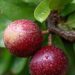 Camu-camu: a pequena fruta amazônica que supera laranja e acerola em vitamina C