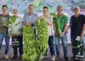 Após duas décadas de pesquisa, Espírito Santo apresenta nova variedade de banana