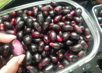 Jamelão: fruta popular no Brasil pode ajudar a reduzir níveis de açúcar no sangue