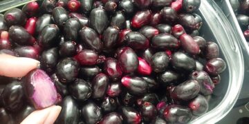 Jamelão: fruta popular no Brasil pode ajudar a reduzir níveis de açúcar no sangue