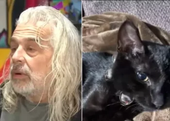 Sacrifício e Bravura: Filhote de gato salva tutor em incêndio, mas não sobrevive