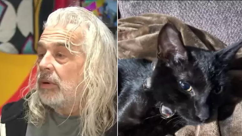 Sacrifício e Bravura: Filhote de gato salva tutor em incêndio, mas não sobrevive