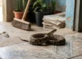 Alta no número de cobras em casas preocupa moradores em 2026