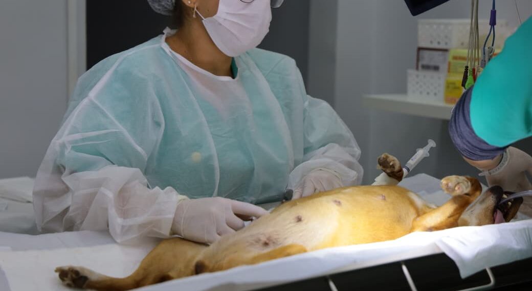 Prefeitura de Aparecida de Goiânia abre 60 vagas gratuitas para castração de pets