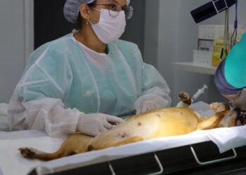 Prefeitura de Aparecida de Goiânia abre 60 vagas gratuitas para castração de pets