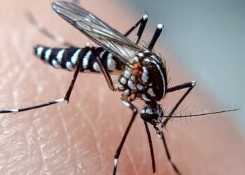 Ciência explica por que certas pessoas são “ímãs” de mosquitos