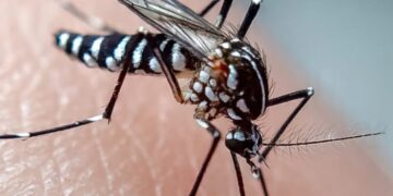 Ciência explica por que certas pessoas são “ímãs” de mosquitos