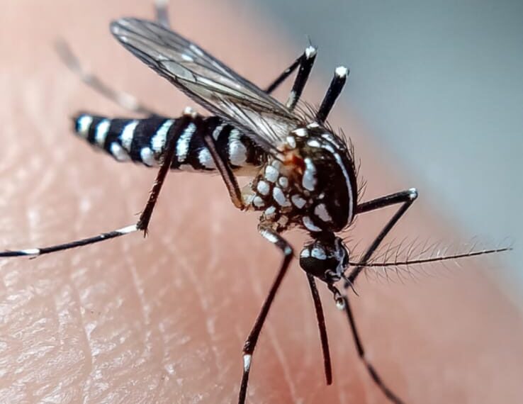 Ciência explica por que certas pessoas são “ímãs” de mosquitos