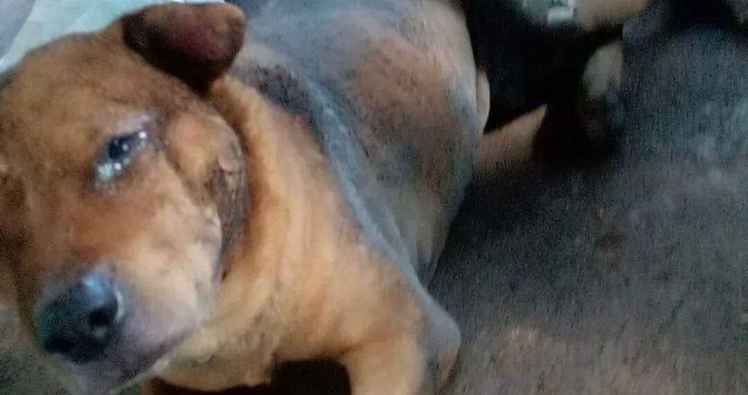 Aparecida de Goiânia aplica multa de R$ 50 mil em caso de maus-tratos seguido de morte