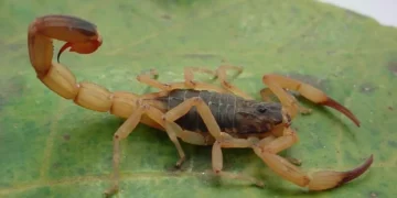 Aumento alarmante nos acidentes com escorpiões mobiliza especialistas em saúde