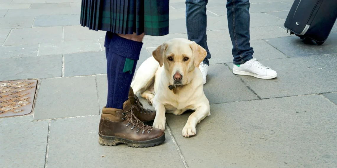 Guarda compartilhada de animais de estimação entra em vigor no Brasil