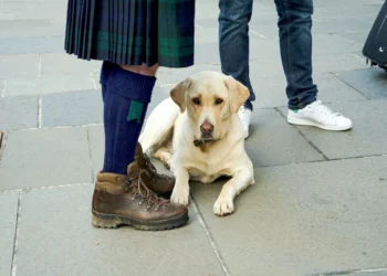 Guarda compartilhada de animais de estimação entra em vigor no Brasil